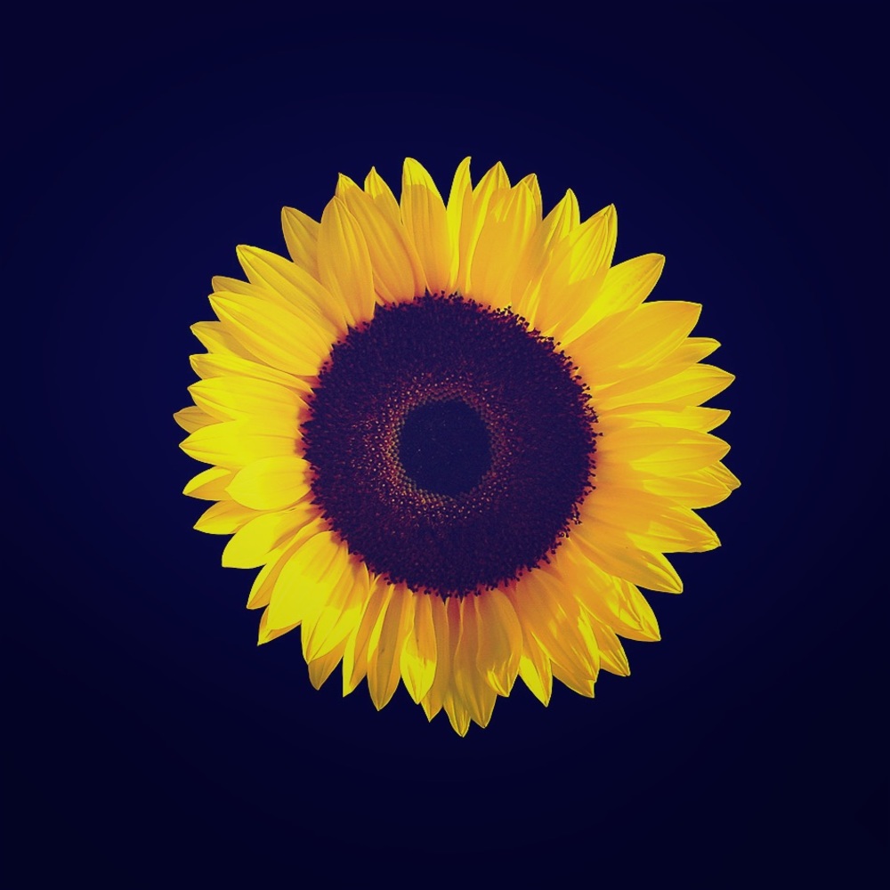 Meet your Posher, Sonia